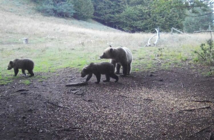Мечка потърси мед край вилата на Валя Балканска