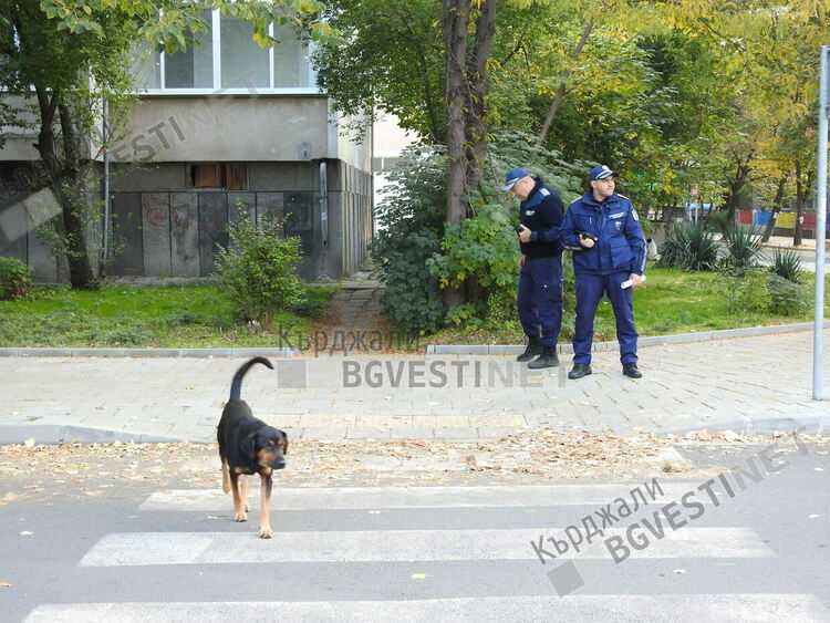 Бездомните кучета на града сред официалните лица в Деня на Кърджали/снимки/