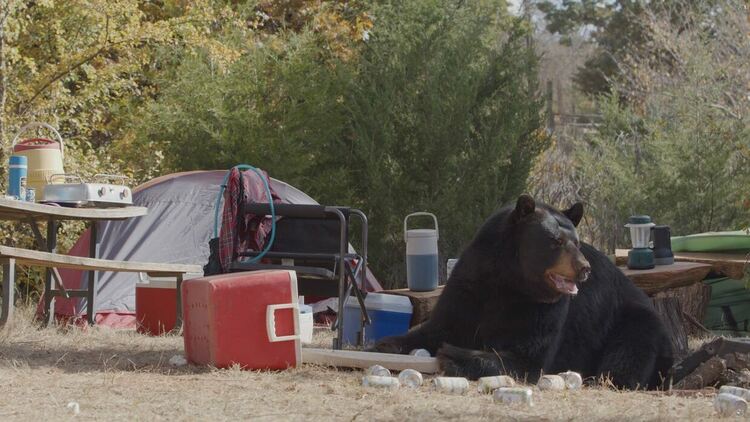 Discovery Channel представя „Животни наркомани“ – шокираща нова поредица за диви животни, попаднали под влияние на човешките зависимости