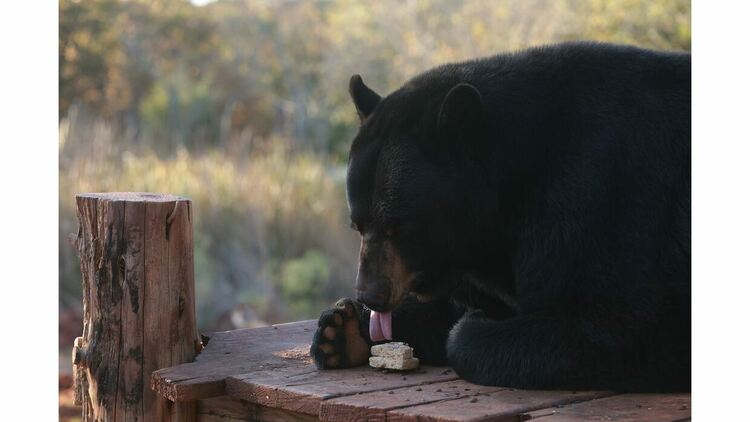 Discovery Channel представя „Животни наркомани“ – шокираща нова поредица за диви животни, попаднали под влияние на човешките зависимости