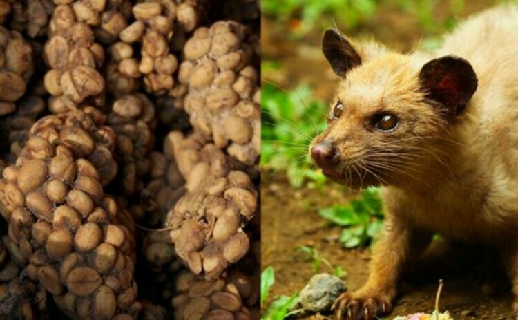 Вляво: Изпражнения на цивети със зърна кафе. Вдясно: Цибетка Копи Лувак.