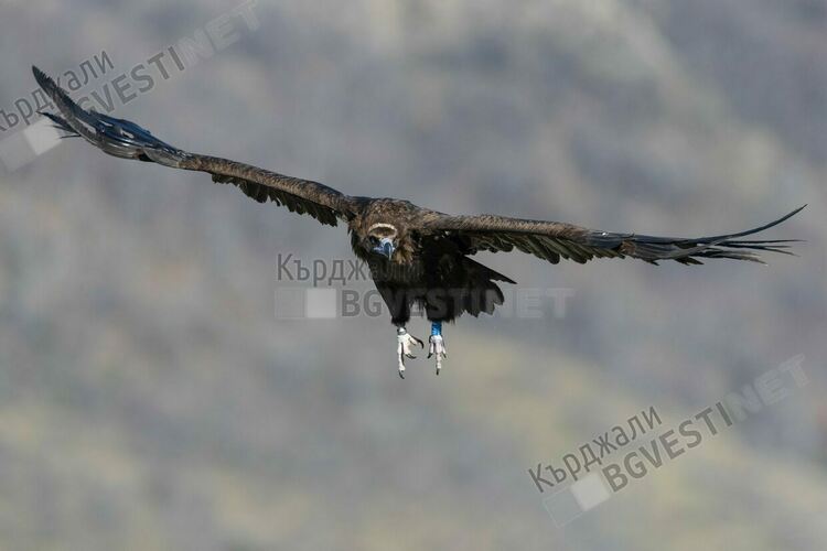 Освободиха още 7 черни лешояда в Източните Родопи