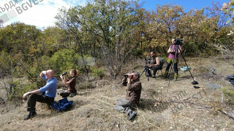 Освободиха още 7 черни лешояда в Източните Родопи