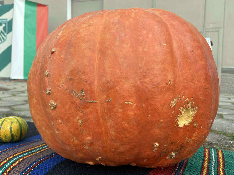 Конкурси и дегустация на Празника на  тиквата в село Долно Белево