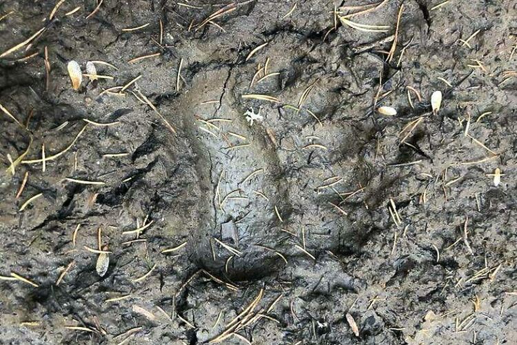 Биолог: Гладът приближава мечките до хората