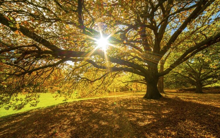 Сутрешни мъгли и слънчево време през деня в петък
