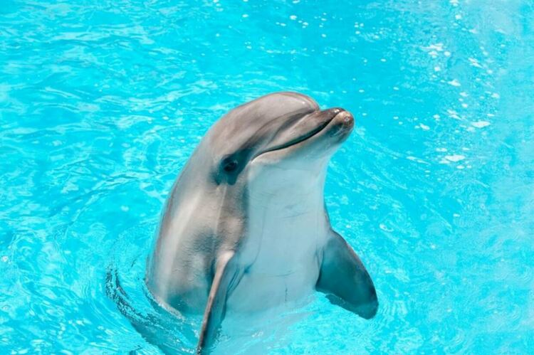 Мимо – делфинът, който открадна сърцето на Венеция