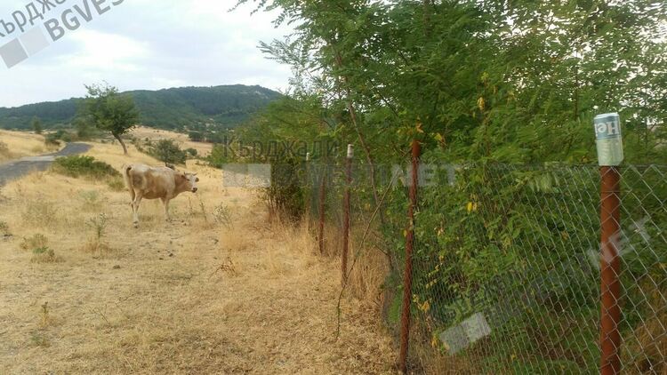 Безпризорни животни тормозят село Багра