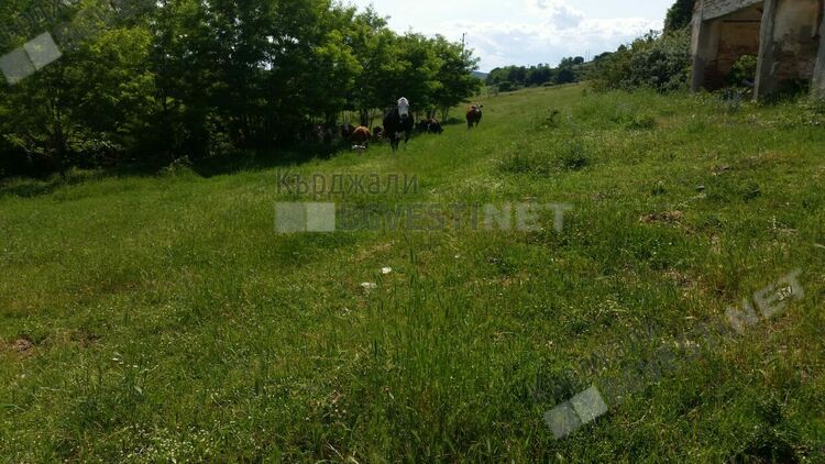 Безпризорни животни тормозят село Багра