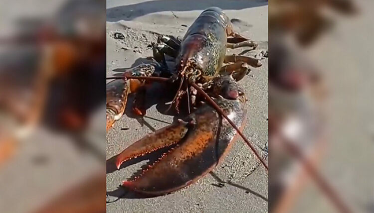  Омар над килограм уловен край Несебър, учените търсят обяснение