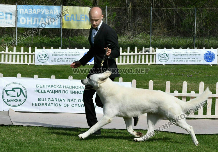 Купа "Тракия" събира най-добрите работни кучета в Димитровград тази събота и неделя