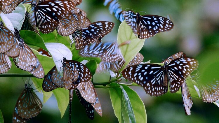 Тайните на китайската дива природа – 5 неща за най-дивите кътчета на Поднебесната империя