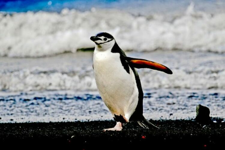 34-та българска експедиция тръгва към Антарктида. Стартират изследвания на морските течения