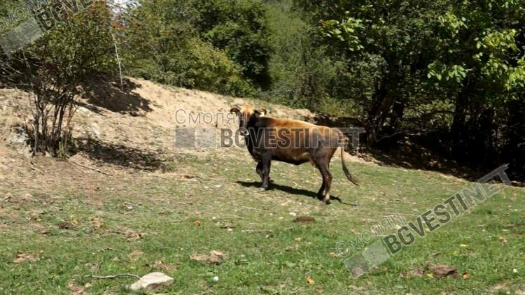 Многократно е нараснал броят на животните от защитените породи  родопски  говеда 