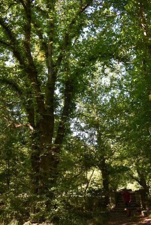 Обявиха вековно дърво в село Тънково за защитен вид