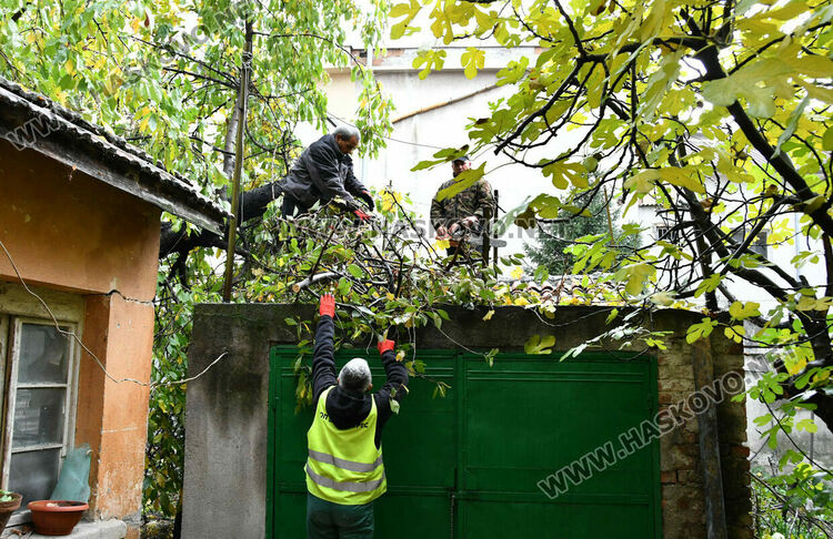 Череша падна върху гараж с простор, по чудо няма пострадали