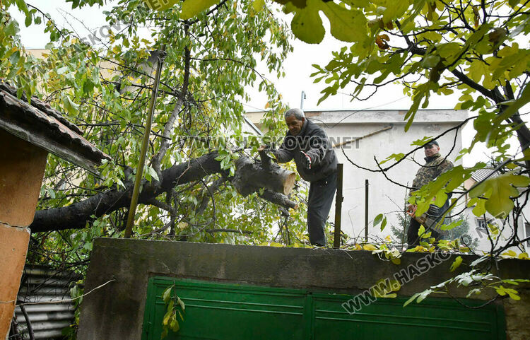 Череша падна върху гараж с простор, по чудо няма пострадали