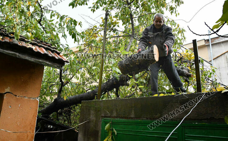 Череша падна върху гараж с простор, по чудо няма пострадали