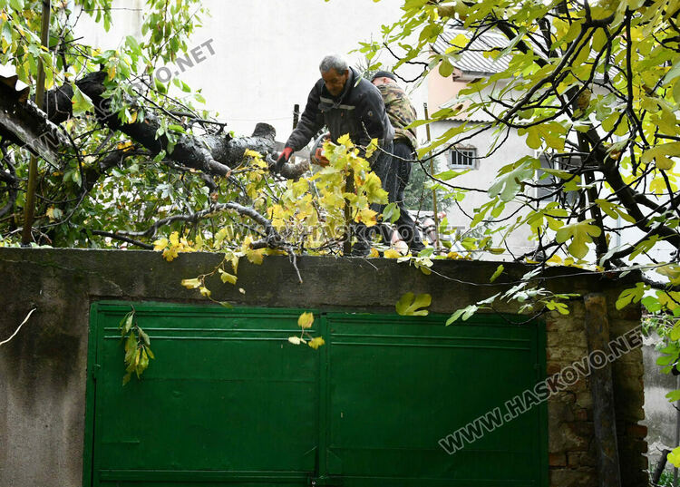 Череша падна върху гараж с простор, по чудо няма пострадали