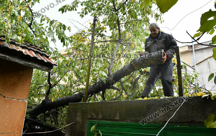 Череша падна върху гараж с простор, по чудо няма пострадали