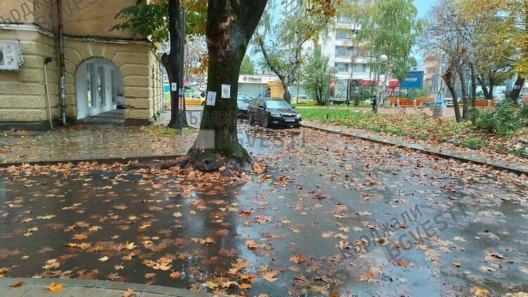   Асфалтираха корените на бряст в центъра на Кърджали насред улица,  обричат го на изсъхване