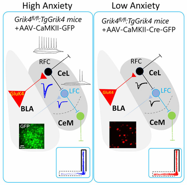 Учени идентифицират неврони, които предизвикват тревожност 
