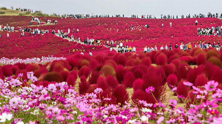 Чудото на парк Хитачи: Небето и цветните полета