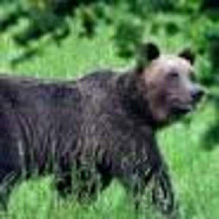 Екотуризъм с наблюдение на мечки набира популярност в Смолянско