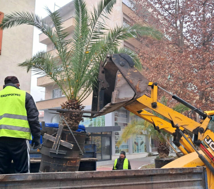Прибират палмите от центъра на Хасково