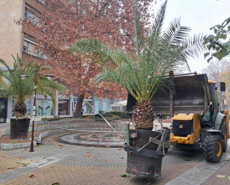 Прибират палмите от центъра на Хасково