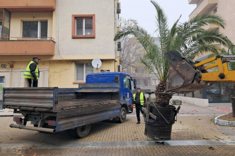 Прибират палмите от центъра на Хасково