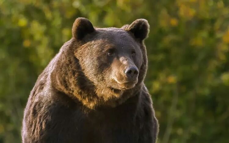 Все по-често мечки влизат в населени места