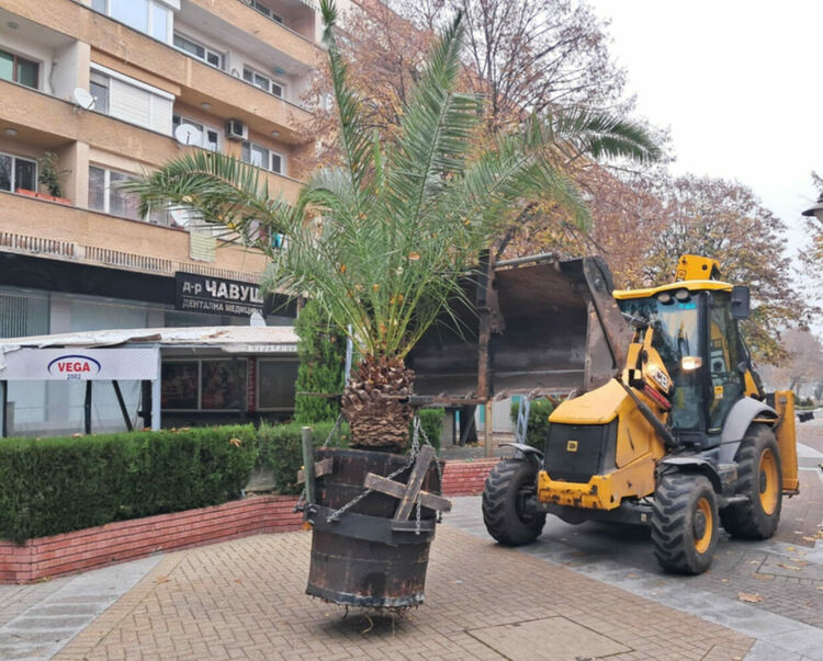 Прибират палмите от центъра на Хасково