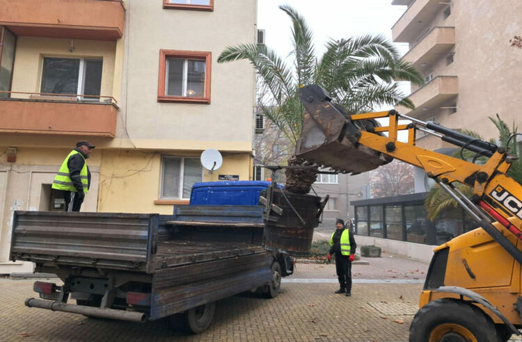 Прибират палмите от центъра на Хасково