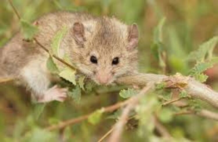 Сънливец Снимка Фейсбук