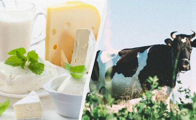 Млечeн апокалипсис: Климатичните промени заплашват някои популярни сирена