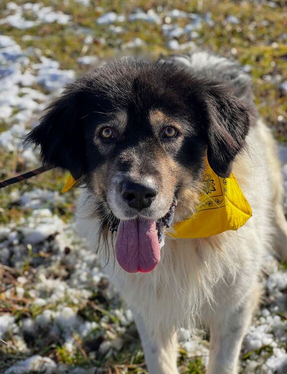 Oсиновяването остава ключова част от дейността на приюта за безстопанствени кучета в Перник