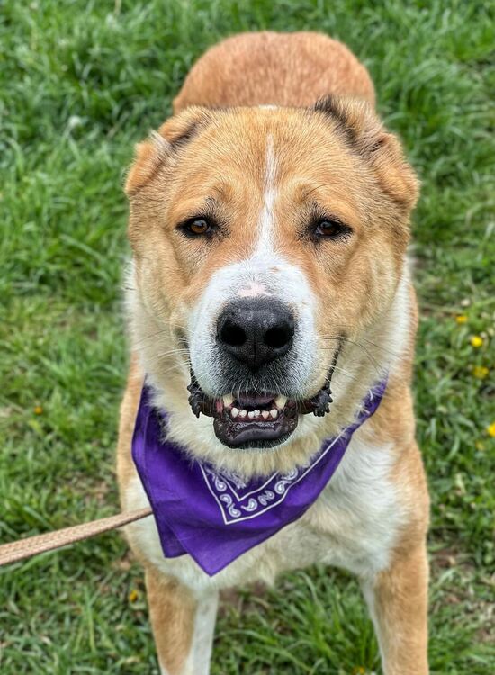 Oсиновяването остава ключова част от дейността на приюта за безстопанствени кучета в Перник