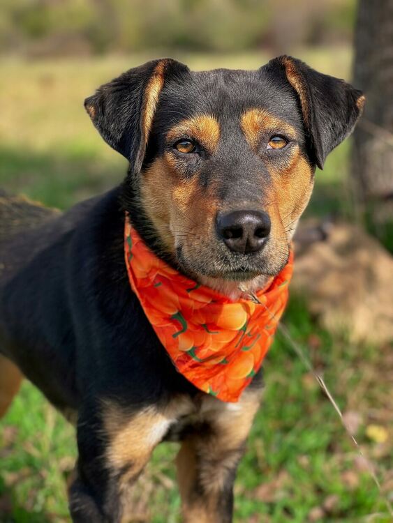 Oсиновяването остава ключова част от дейността на приюта за безстопанствени кучета в Перник