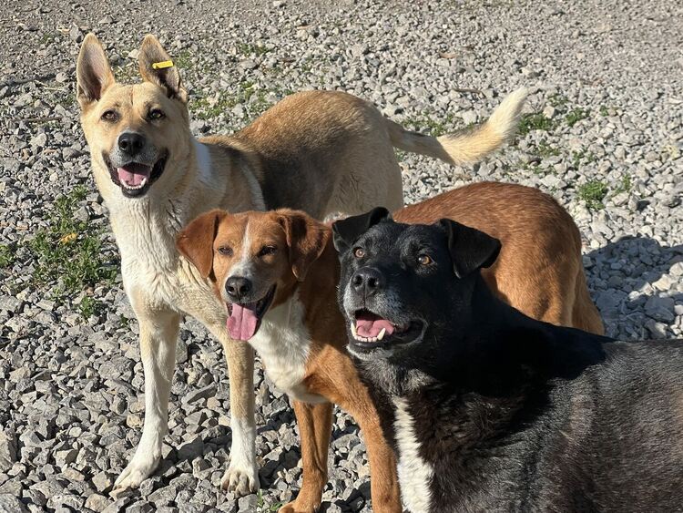 Oсиновяването остава ключова част от дейността на приюта за безстопанствени кучета в Перник