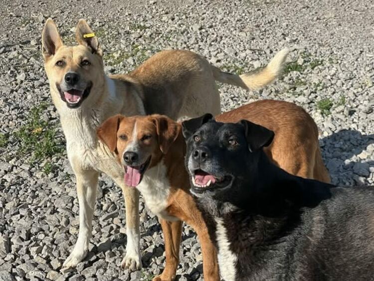 Oсиновяването остава ключова част от дейността на приюта за безстопанствени кучета в Перник