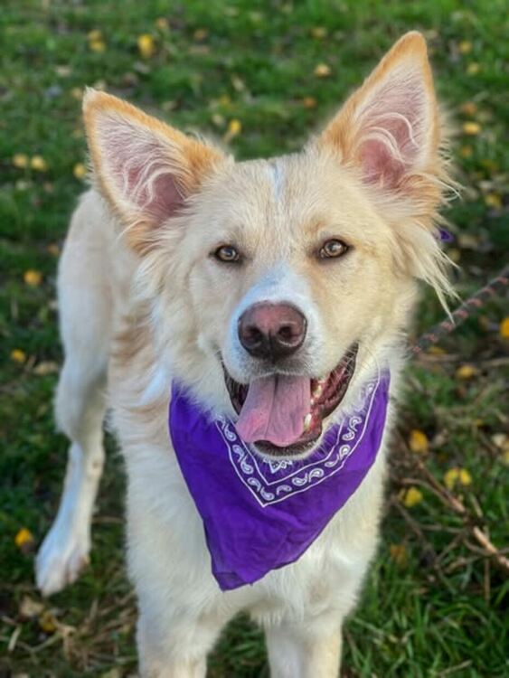 Oсиновяването остава ключова част от дейността на приюта за безстопанствени кучета в Перник