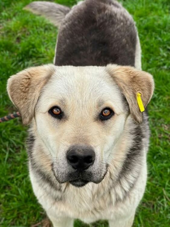 Oсиновяването остава ключова част от дейността на приюта за безстопанствени кучета в Перник