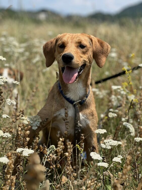 Oсиновяването остава ключова част от дейността на приюта за безстопанствени кучета в Перник