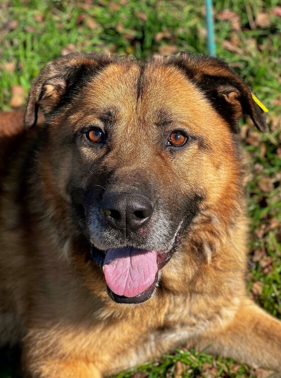 Oсиновяването остава ключова част от дейността на приюта за безстопанствени кучета в Перник