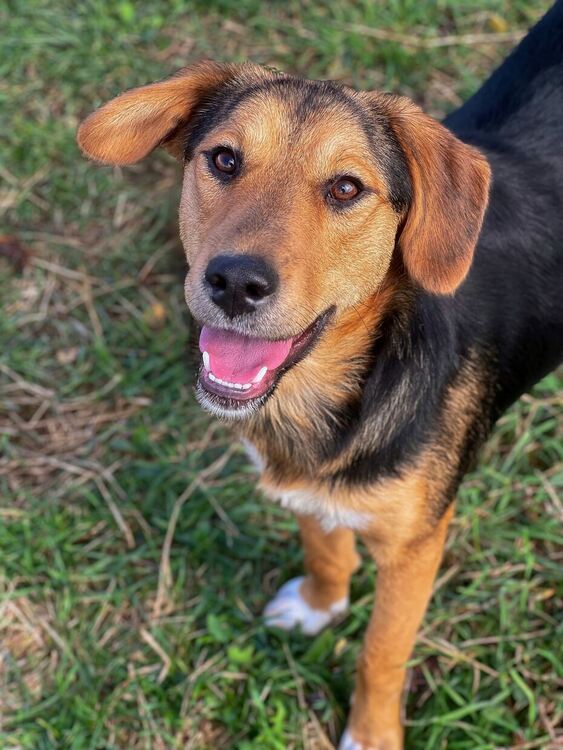 Oсиновяването остава ключова част от дейността на приюта за безстопанствени кучета в Перник