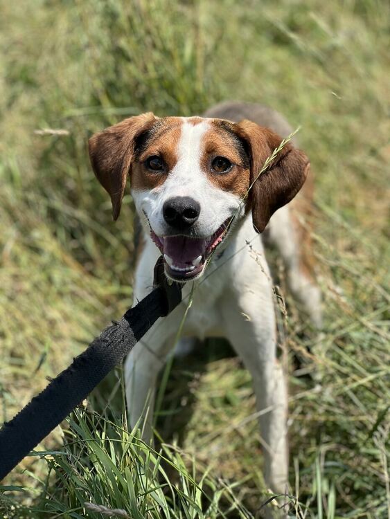 Oсиновяването остава ключова част от дейността на приюта за безстопанствени кучета в Перник