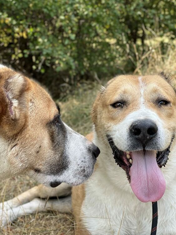 Oсиновяването остава ключова част от дейността на приюта за безстопанствени кучета в Перник