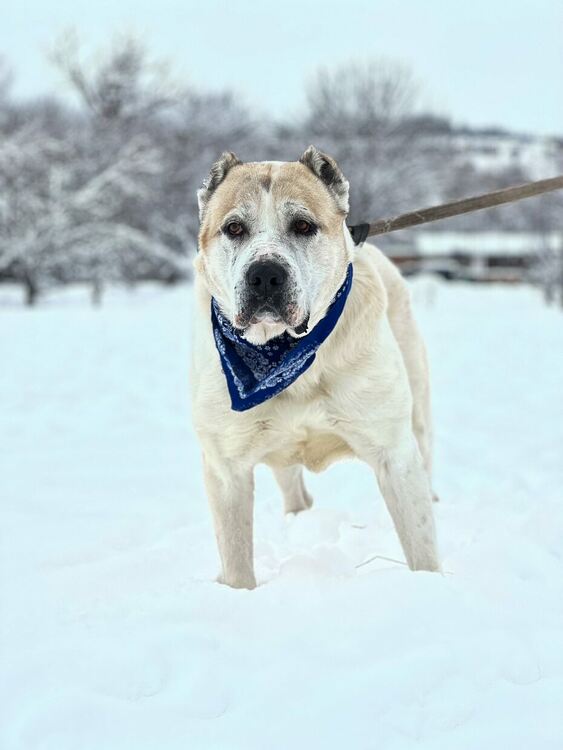 Oсиновяването остава ключова част от дейността на приюта за безстопанствени кучета в Перник
