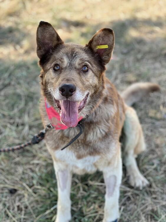 Oсиновяването остава ключова част от дейността на приюта за безстопанствени кучета в Перник